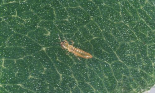 Figure 4. Adult brachypterous male (reduced/absent wings), Frankliniella fusca (Hinds).