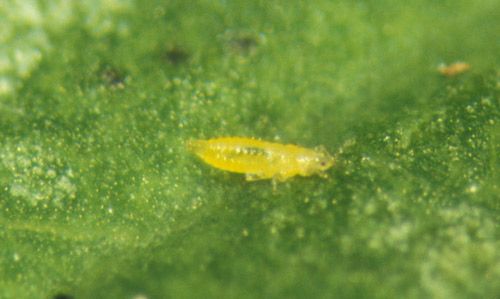 Figure 5. Tobacco thrips larva, Frankliniella fusca (Hinds).