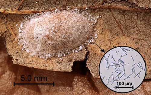 Figure 1. Laurelcherry smoky moth, Neoprocris floridana Tarmann, male in typical resting position.