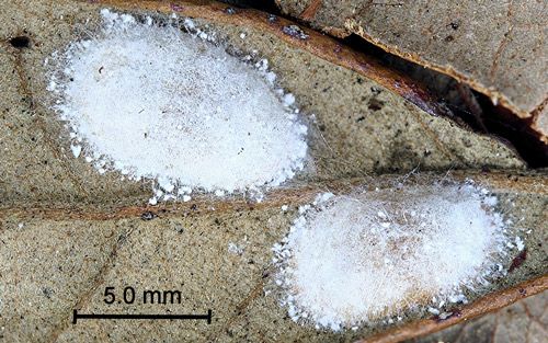 Figure 1. Laurelcherry smoky moth, Neoprocris floridana Tarmann, male in typical resting position.