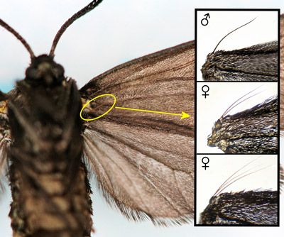 Figure 1. Laurelcherry smoky moth, Neoprocris floridana Tarmann, male in typical resting position.