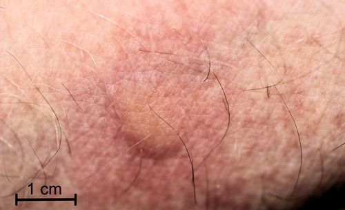 Figure 1. Laurelcherry smoky moth, Neoprocris floridana Tarmann, male in typical resting position.