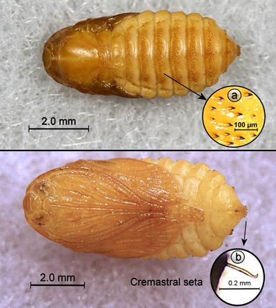 Figure 1. Laurelcherry smoky moth, Neoprocris floridana Tarmann, male in typical resting position.