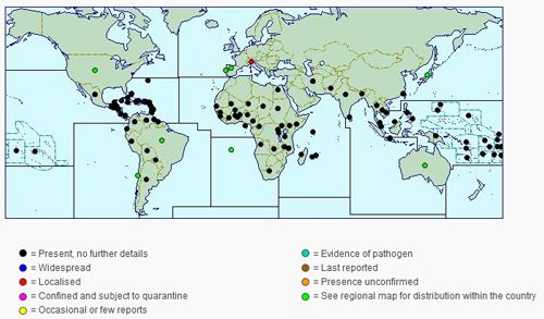 Figure 2. Distribution map of Dysmicoccus brevipes as of 2014.