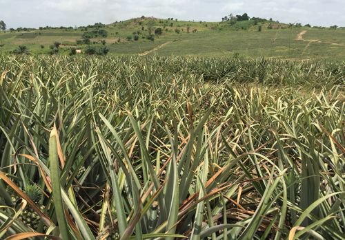 Figure 6. A pineapple field in Ghana with several plants showing symptoms of Pineapple mealybug wilt-associated virus.