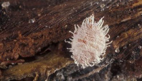 Figure 1. An adult pineapple mealybug, Dysmicoccus brevipes.