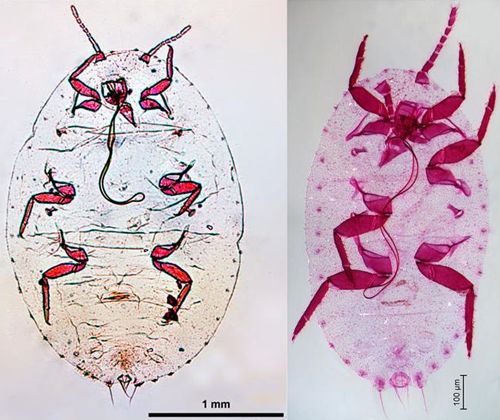 Figure 3. A comparison of Dysmicoccus brevipes (left) to Dysmicoccus neobrevipes (right).