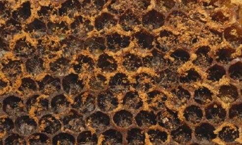 Figure 6. Wax moth damage to wax comb. The damage is the result of wax moth feeding, larval webbing, and frass.