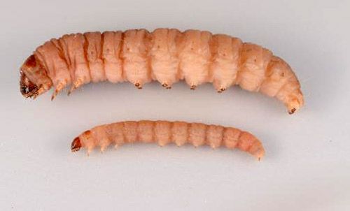 Figure 3. Late instar greater wax moth, Galleria mellonella L., larva (top) and lesser wax moth, Achroia grisella Fabricius, larva (bottom). The two species are similar in appearance with the major difference being size.