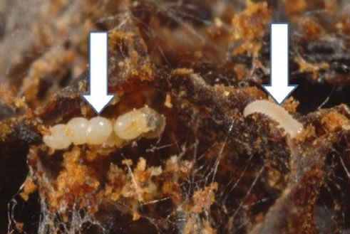 Figure 2. Eggs (left) and a first instar (right) of the greater wax moth, Galleria mellonella L., shown here due to the lack of images of lesser wax moth, Achroia grisella Fabricius, eggs and first instar larvae. Lesser wax moth eggs are very similar to the eggs of the greater wax moth.