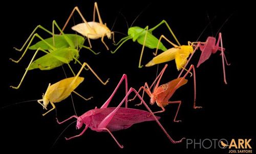 Figure 1. Oblong-winged katydid adults, Amblycorypha oblongifolia (De Geer), in various colors.