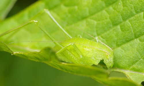 Figure 3. Amblycorypha sp. nymph on a leaf; in Montréal, Québec, Canada.