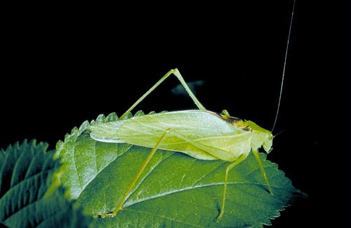Figure 4. Adult male oblong-winged katydid, Amblycorypha oblongifolia (De Geer), perched on a leaf.