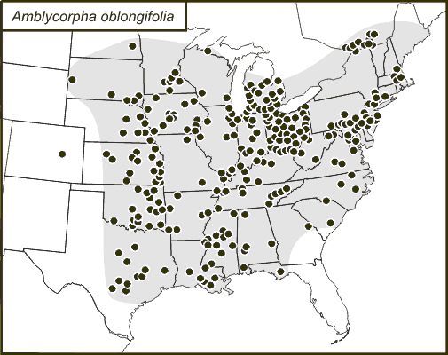 Figure 2. Distribution of Amblycorypha oblongifolia (De Geer) within the United States, black dots indicate county records.