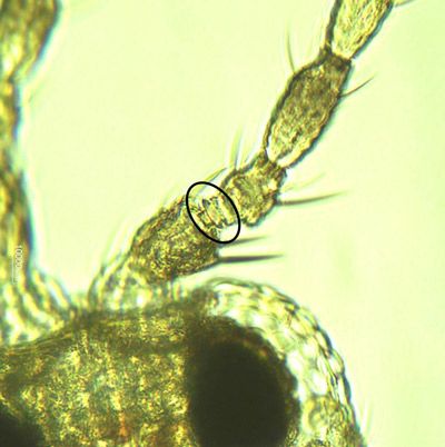 Figure 3. Antennal segment II of Frankliniella bispinosa Morgan has prominent spines, and the segment III pedicel has a sharp edged ring (circled).