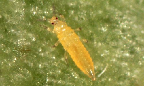 Figure 2. Larva of Florida flower thrips, Frankliniella bispinosa Morgan, on a bean leaf.