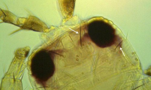 Figure 4. Head of Frankliniella bispinosa Morgan is wider than it is long, with well-developed interocellar setae (hairs) (left arrow), longer than postocular setae (right arrow).