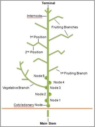 Figure 1. A cotton plant's structure is characterized by a main stem containing nodes and internodes. Two types of branches, vegetative and fruiting, are also present.