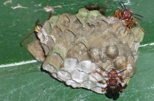 Figure 3. Growing colony of Polistes spp. with workers tending to cells.