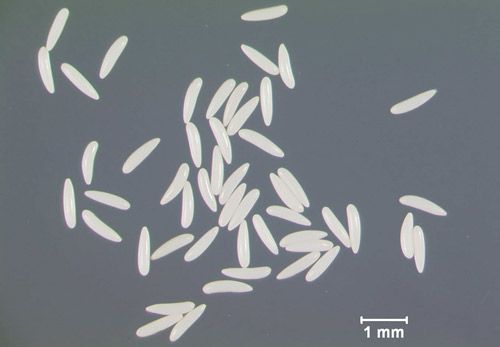 Figure 2. Stable fly, Stomoxys calcitrans (L.), eggs.