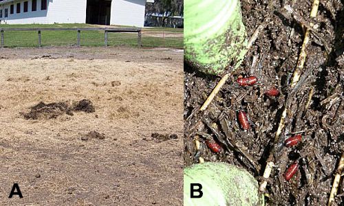 Figure 7. Rolled hay feeding sites are potential stable fly, Stomoxys calcitrans (L.), larval development sites (A). Close up of pupae in organic material (B).