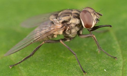 Figure 1. Stable fly, Stomoxys calcitrans (L.). Note the mouthparts projecting forward.