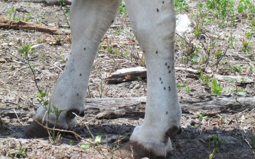 Figure 6. Stable flies, Stomoxys calcitrans (L.), feed mainly on the legs of cattle and horses. Counts of flies on front legs of cattle is a reliable monitoring tool.
