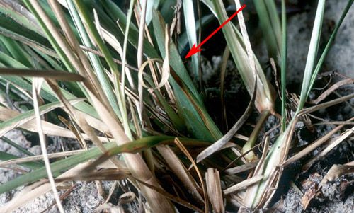 Figure 4. Green Neoconocephalus triops (L.) adult female hidden in grass. Only the forewing (as indicated by the red arrow; altered with permission) and extended hind leg are visible.