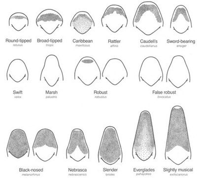 Figure 1. The shapes and relative sizes of North American Neoconocephalus spp. fastigia. Note the Neoconocephalus triops (L.) fastigium (second in the top row).