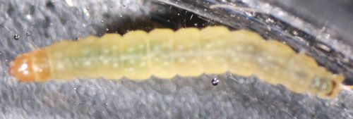 Figure 2. Strawberry leafroller larva, Ancylis comptana (Frölich) (dorsal view).
