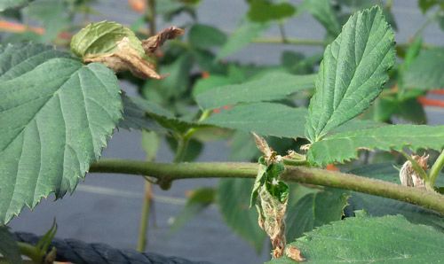 Figure 4. Feeding and leafrolling damage on cultivated blackberry (Rubus subgenus Rubus) due to strawberry leafroller moth, Ancylis comptana (Frölich).