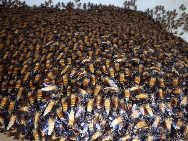 Figure 8. A multiple layer curtain of Apis dorsata formed by hanging workers.