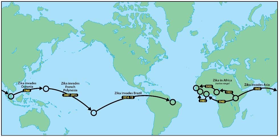 Figure 2. Movimiento direccional de Zika en África y por todo su ámbito invasivo. Las fechas hipotéticas asociadas con África y con la invasión de Asia están basadas en la construcción de linajes usando análisis moleculares de las secuencias de genes de muestras del virus por Faye et al. (2014), de cual publicación parte de este mapa fue derivado y simplificado. Otras fechas y rutas están basadas en brotes independientes y cepas del virus Zika en otros sitios, pero no se intentó incluir todas las rutas y hallazgos.