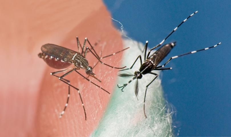 Figure 1. Los mosquitos invasores Aedes aegypti (izquierda) y Aedes albopictus (derecha) ocurren en las Américas, incluyendo Florida, y han sido implicados en la transmisión del virus Zika.