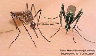 Figure 2. Aedes aegypti (left) and Aedes albopictus (right).