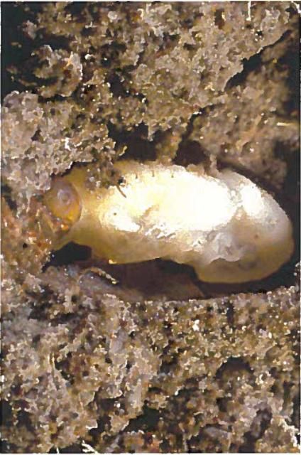 Figure 5. Pupa of the bluegrass billbug, Sphenophorus panvulus Gyllenhal.