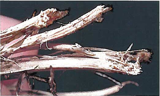 Figure 8. Close view of damage in stems of turfgrass caused by bluegrass billbug, Sphenophorus parvulus Gyllenhall.