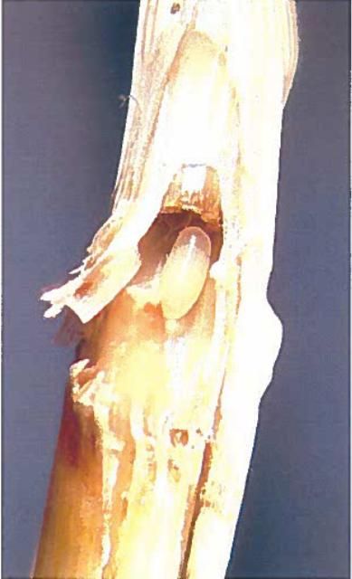 Figure 3. Egg of the bluegrass billbug, Sphenophorus parvulus Gyllenhal.