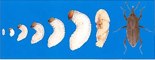 Figure 6. All developmental stages of the bluegrass billbug, Sphenophorus parvulus Gyllenhal.