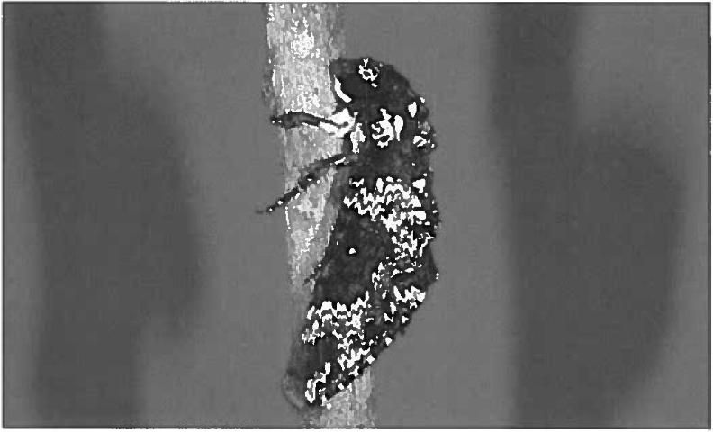 Figure 2. Adult rustic sphinx moth, Manduca rustica (Fabricius).