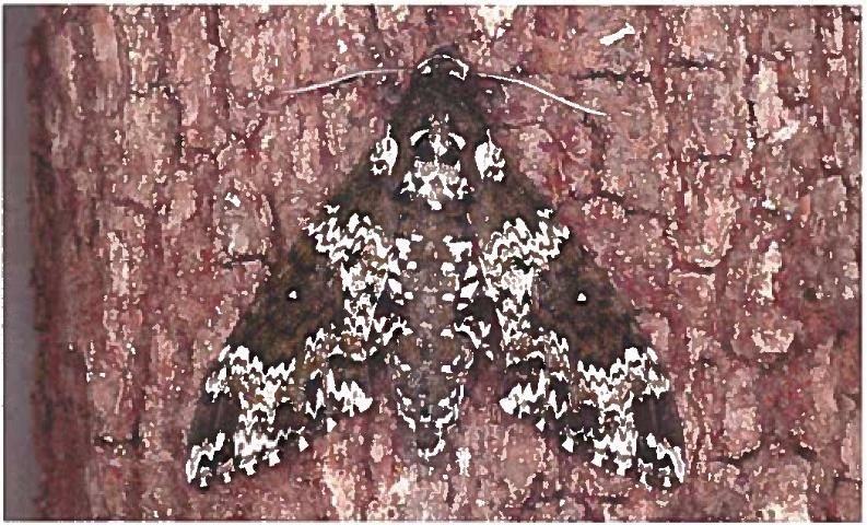 Figure 1. Adult rustic sphinx moth, Manduca rustica (Fabricius).