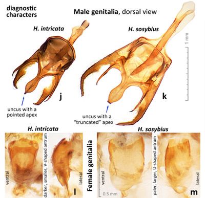 Figure 7. Diagnostic characters in male (j,k) and female (l,m) genitalia that differ between adults of the Carolina satyr, Hermeuptychia sosybius (Fabricius) (k,m) and the intricate satyr, Hermeuptychia intricata Grishin (j,l).