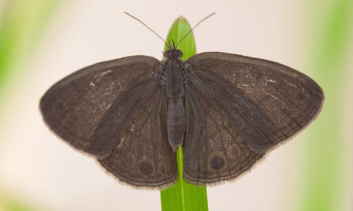 Figure 1. Female Carolina satyr, Hermeuptychia sosybius (Fabricius) perched on a blade of St. Augustinegrass—dorsal (top) surface of wings are brown without apparent markings.
