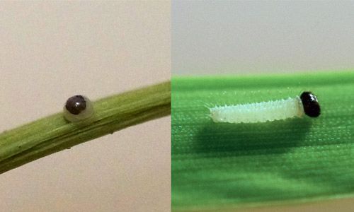 Figure 4. (Left) Black head capsule of a first instar larva can been seen from within the egg case just prior to eclosion. (Right) Newly emerged Carolina satyr, Hermeuptychia sosybius (Fabricius) caterpillar.