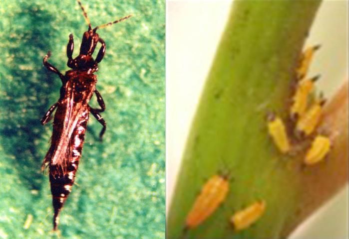 Figure 2. Pseudophilothrips ichini, a thrips that kills the shoot tips of Brazilian peppertree. Adult female (left); larvae on young stem (right).