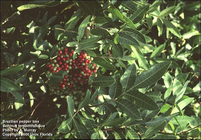 Figure 1. Leaves and fruit of Brazilian peppertree.