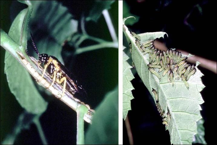Figure 3. Heteroperreyia hubrichi, a defoliating sawfly of Brazilian peppertree. Adult female guarding egg mass inserted into stem (left); gregarious larvae feeding on leaflet (right).