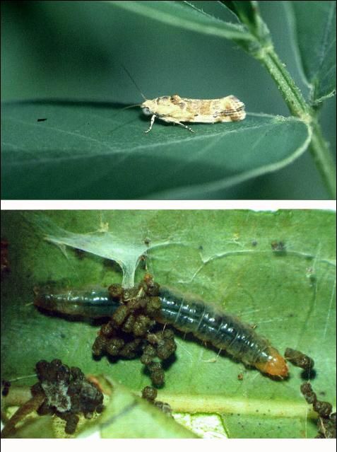 Figure 4. Adult (top) and mature larva (bottom) of Episimus unquiculus, a leafrolling moth introduced into Hawaii for biological control of Brazilian peppertree.