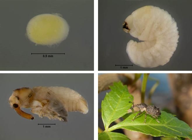 Figure 5. Egg, larva, pupa, and adult male of the weevil Apocnemidophorus piptzi. The larvae mine the stems, and the adults feed on the leaflets of Brazilian peppertree.