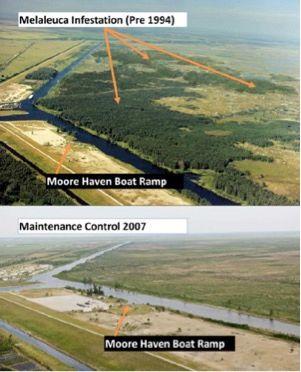Figure 9. Aerial images of Moore Haven boat ramp at Lake Okeechobee, FL demonstrating the effectiveness of melaleuca management in the area.